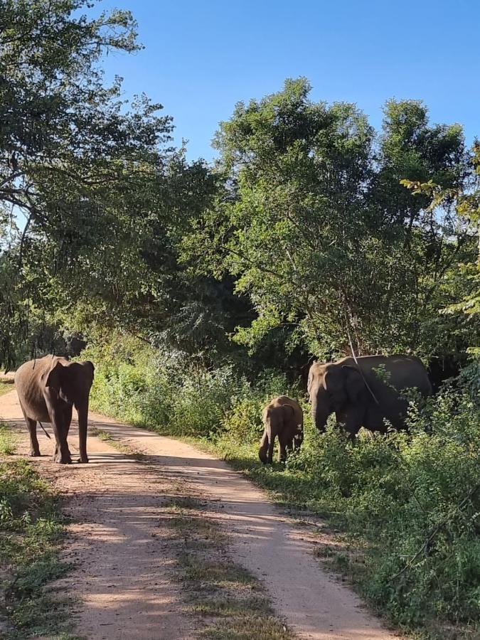 Elephant Paradise Safari Bungalow Udawalawe Dış mekan fotoğraf
