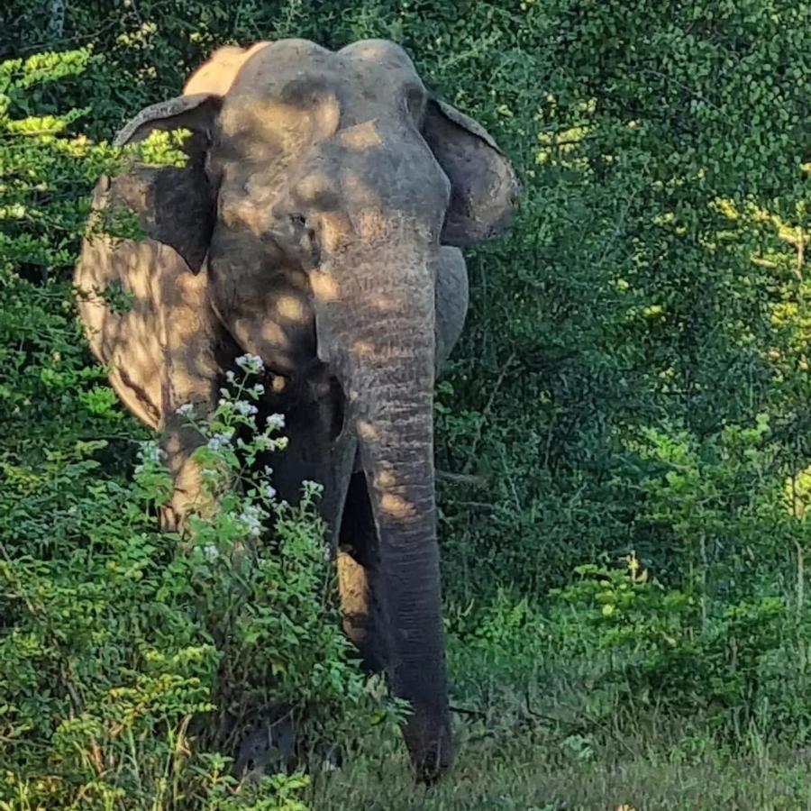 Elephant Paradise Safari Bungalow Udawalawe Dış mekan fotoğraf