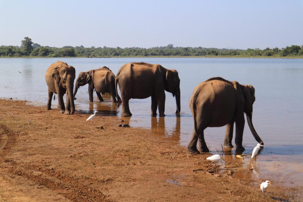 Elephant Paradise Safari Bungalow Udawalawe Dış mekan fotoğraf