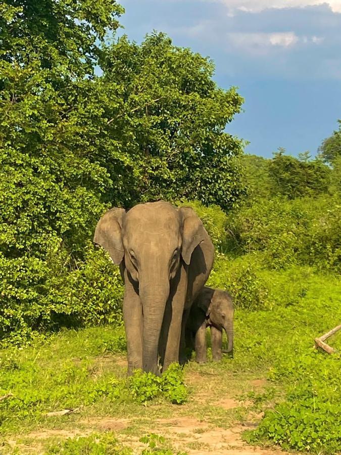 Elephant Paradise Safari Bungalow Udawalawe Dış mekan fotoğraf