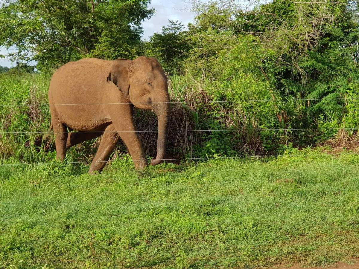 Elephant Paradise Safari Bungalow Udawalawe Dış mekan fotoğraf